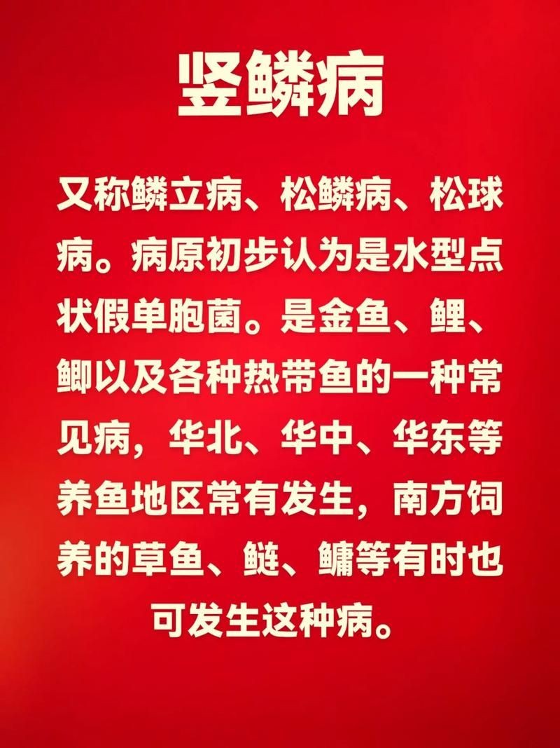 豎鱗病圖片，豎鱗病典型癥狀高清圖片 豎鱗病圖片，豎鱗病典型癥狀高清圖片 龍魚百科 第1張