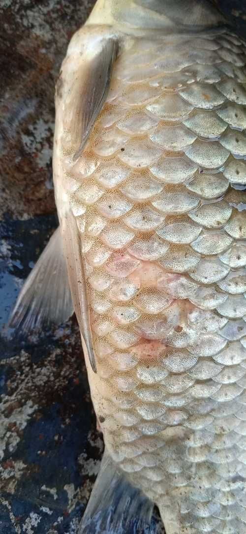 豎鱗病圖片，豎鱗病典型癥狀高清圖片 豎鱗病圖片，豎鱗病典型癥狀高清圖片 龍魚百科 第4張