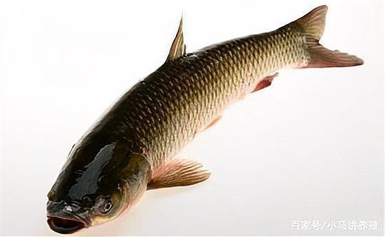 豎鱗病圖片，豎鱗病典型癥狀高清圖片 豎鱗病圖片，豎鱗病典型癥狀高清圖片 龍魚百科 第24張