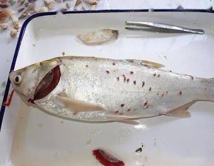 豎鱗病圖片，豎鱗病典型癥狀高清圖片 豎鱗病圖片，豎鱗病典型癥狀高清圖片 龍魚百科 第15張