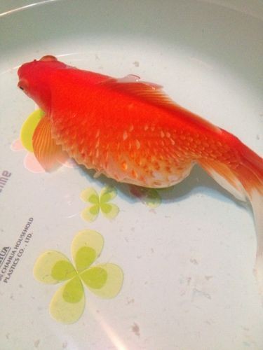 豎鱗病圖片，豎鱗病典型癥狀高清圖片 豎鱗病圖片，豎鱗病典型癥狀高清圖片 龍魚百科 第11張