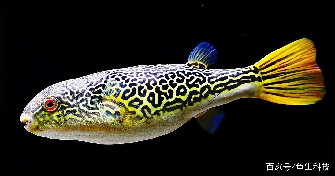 河豚和潛水艇魚的區(qū)別，河豚與潛水艇魚，形態(tài)特征與