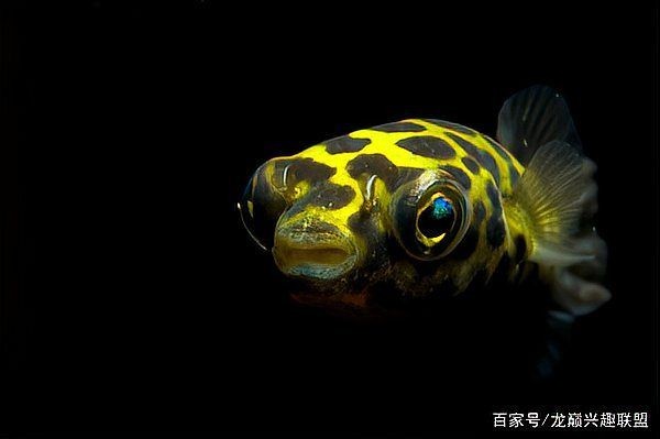 河豚和潛水艇魚的區(qū)別，河豚與潛水艇魚，形態(tài)特征與