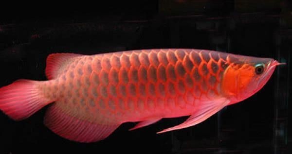 中國最貴的紅龍魚，驚爆！中國最貴紅龍魚身價曝光，堪稱水中勞