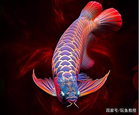 中國最貴的紅龍魚，驚爆！中國最貴紅龍魚身價曝光，堪稱水中勞