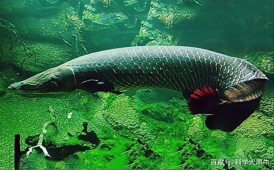 巨骨舌魚VS大鯊魚,巨骨舌魚與大鯊魚,淡水巨獸與海洋 龍魚百科 第6張 巨骨舌魚VS大鯊魚,巨骨舌魚與大鯊魚,淡水巨獸與海洋 巨骨舌魚VS大鯊魚,巨骨舌魚與大鯊魚,淡水巨獸與海洋 龍魚百科 第6張