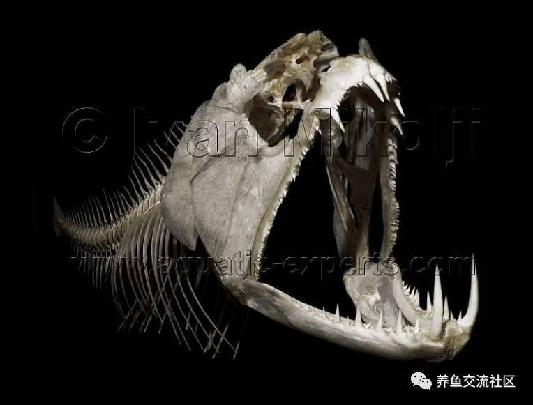 祥龍魚(yú)缸造景好看又實(shí)用的魚(yú)缸造景方法，別忘關(guān)注祥龍魚(yú)場(chǎng)，水草魚(yú)缸造景技巧