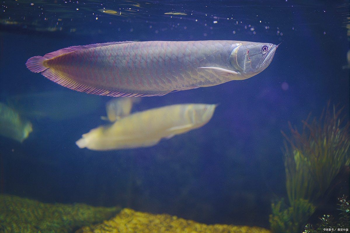 河里抓的小魚能喂銀龍魚嗎，河中捕撈的野生小魚能否安全投喂