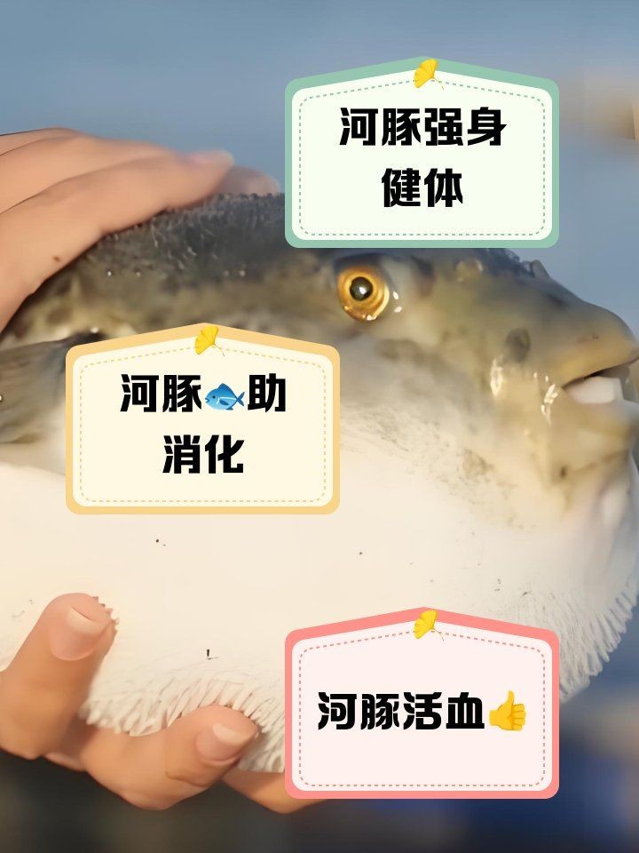 河豚魚(yú)的營(yíng)養(yǎng)價(jià)值及功效，探秘河豚魚(yú)，全面解析其獨(dú)特營(yíng)養(yǎng)價(jià)值與顯著