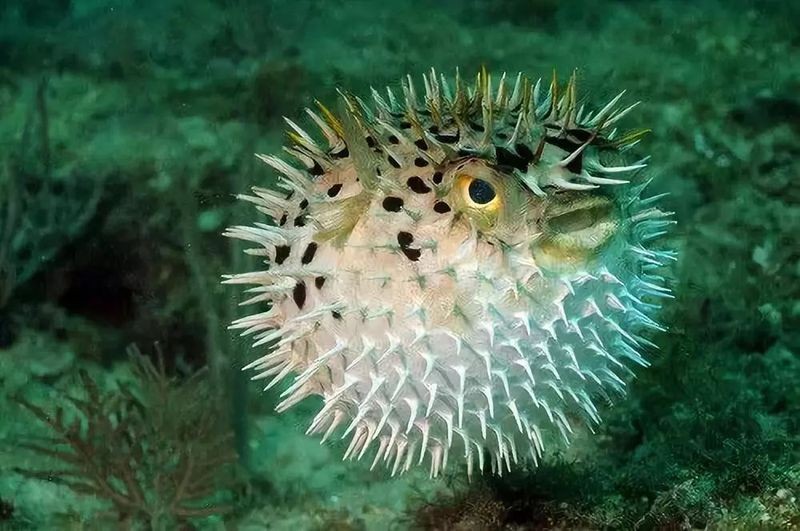 河豚魚的營養價值及功效，探秘河豚魚，全面解析其獨特營養價值與顯著