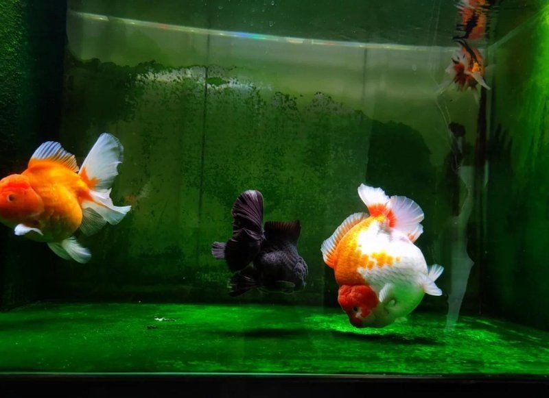 九鼎魚缸最建議買的三樣東西，九鼎魚缸必備神器！新手必入的3 九鼎魚缸最建議買的三樣東西，九鼎魚缸必備神器！新手必入的3 龍魚百科 第3張