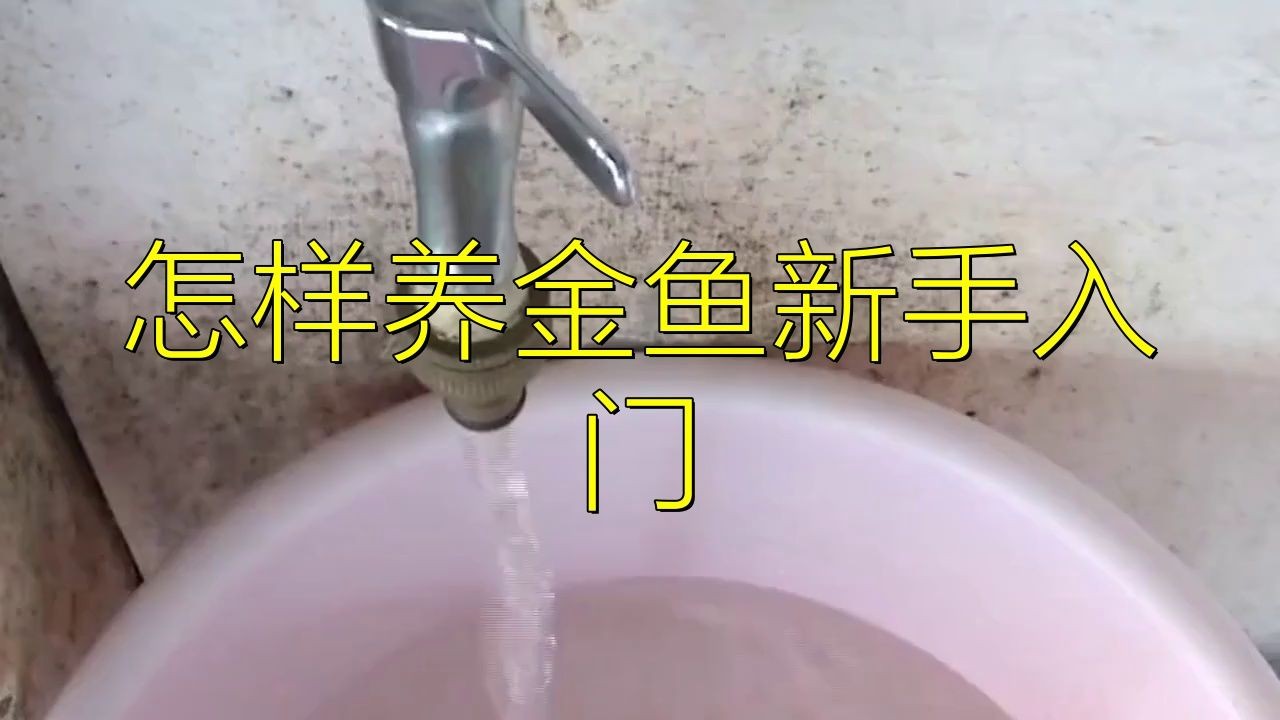 家養金魚的正確養法，家庭觀賞金魚科學養護全攻略，新手必
