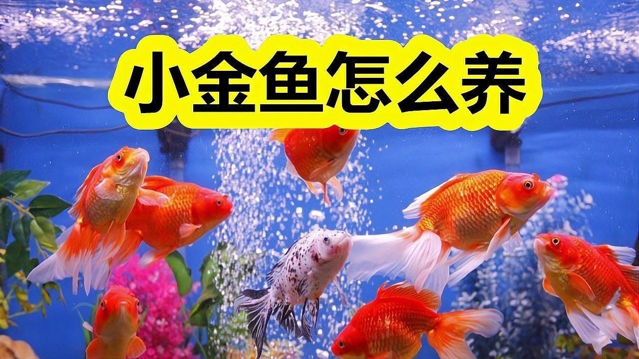 家養金魚的正確養法，家庭觀賞金魚科學養護全攻略，新手必