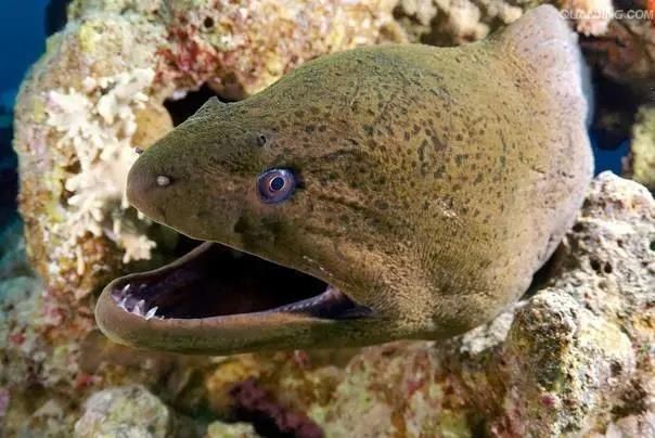 活鯊魚打一正確生肖，謎底揭曉，活 活鯊魚打一正確生肖，謎底揭曉，活 龍魚論壇 第5張