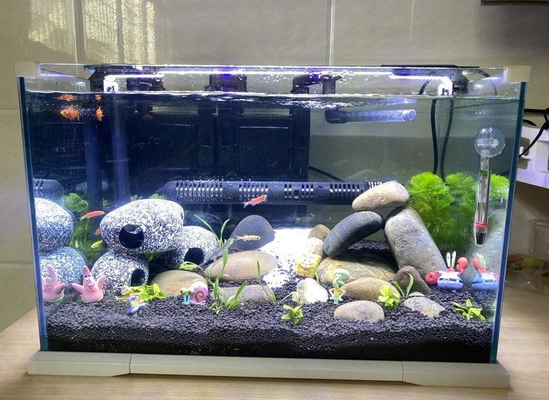 吉印燈養水草不能隨便養，吉印燈下水草養護全攻略，科學種植避免常見誤區