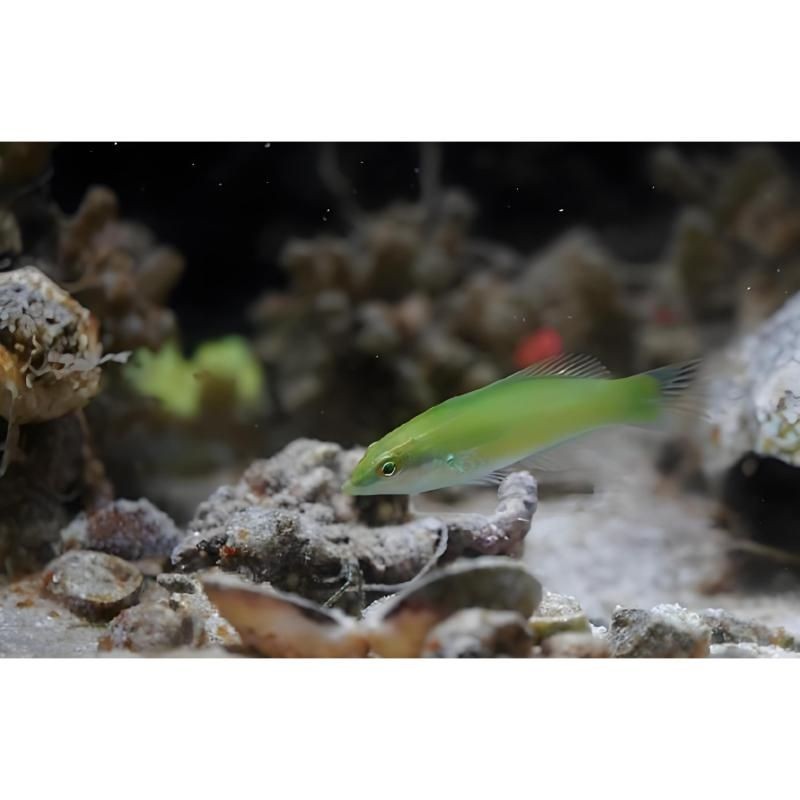 海水青龍魚，探秘奇幻海洋精靈，驚艷絕倫
