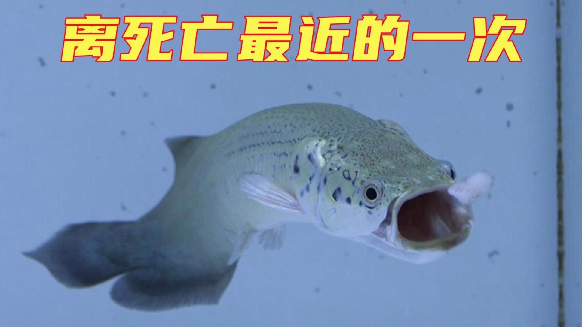 巨骨舌魚的視頻，探秘亞馬遜河巨型奇觀，巨骨舌魚高清實(shí)拍