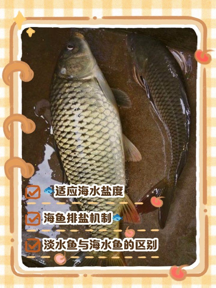 海水有鹽為什么魚不死，揭秘，海水含鹽量極高，魚兒為何能安然存活