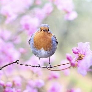紅龍魚品種價格一覽表，紅龍魚品種價格全解析，最新市場
