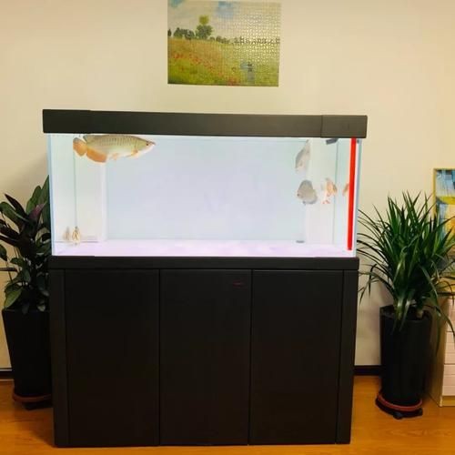 久鼎魚缸圖片，久鼎魚缸高清實