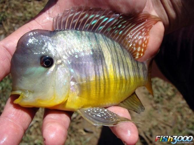 海和尚魚最漂亮的一張照片，驚艷鏡頭！海和尚魚絕美姿態高清影像定格