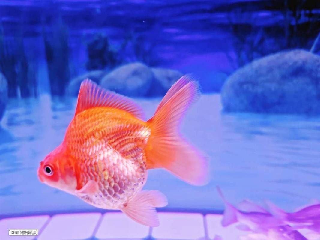海和尚魚最漂亮的一張照片，驚艷鏡頭！海和尚魚絕美姿態高清影像定格