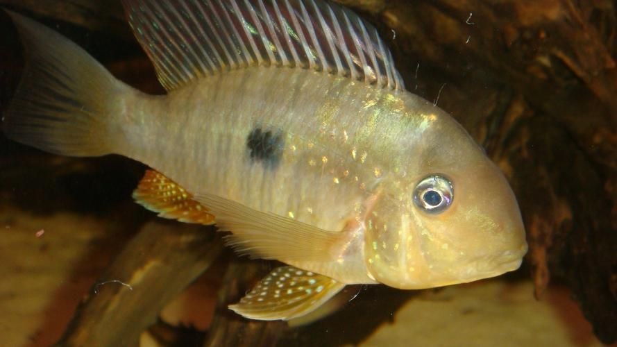海和尚魚最漂亮的一張照片，驚艷鏡頭！海和尚魚絕美姿態高清影像定格