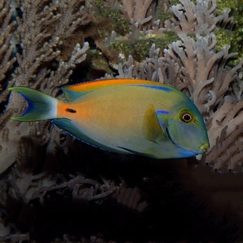 海和尚魚最漂亮的一張照片，驚艷鏡頭！海和尚魚絕美姿態高清影像定格