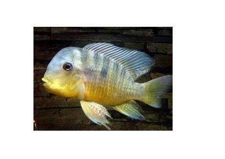 海和尚魚最漂亮的一張照片，驚艷鏡頭！海和尚魚絕美姿態高清影像定格