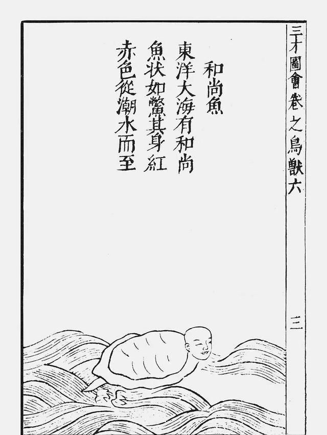 海和尚是種什么生物，揭秘海和尚的真實身份，它究竟屬于何種海洋生物 海和尚是種什么生物，揭秘海和尚的真實身份，它究竟屬于何種海洋生物 龍魚論壇 第3張