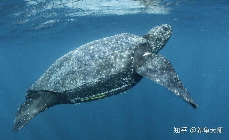 海和尚是種什么生物，揭秘海和尚的真實身份，它究竟屬于何種海洋生物 海和尚是種什么生物，揭秘海和尚的真實身份，它究竟屬于何種海洋生物 龍魚論壇 第9張