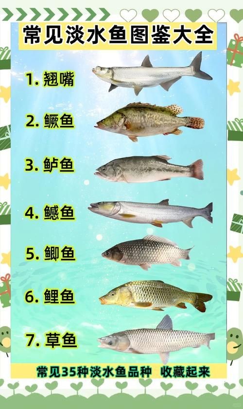 河里小魚品種圖片大全，超全圖鑒河里常見小魚