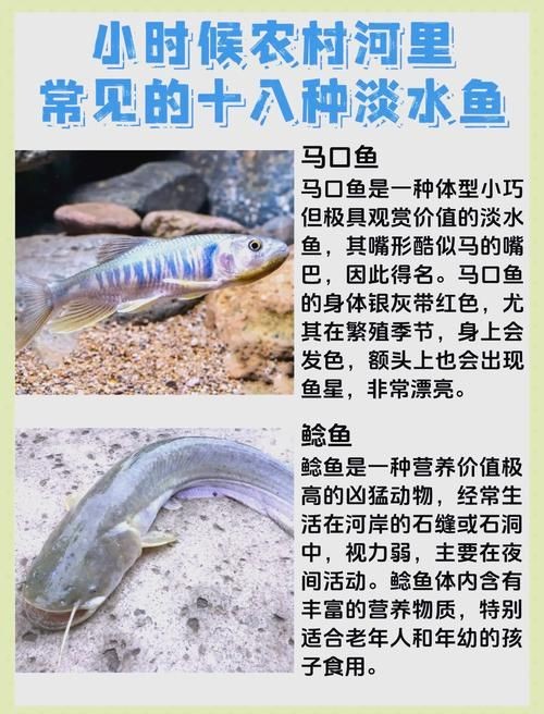 龍魚腮部疾病治療后的護(hù)理步驟，魚腮部疾病治療后的護(hù)理至關(guān)重要，以確保龍魚快速恢復(fù)并避免復(fù)發(fā)