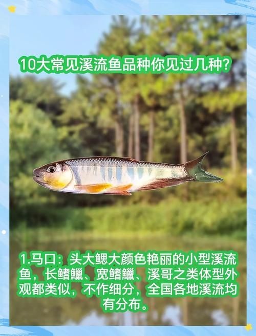 河里小魚品種圖片大全，超全圖鑒河里常見小魚