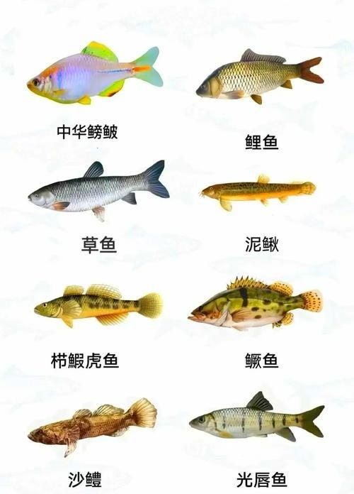 河里小魚品種圖片大全，超全圖鑒河里常見小魚
