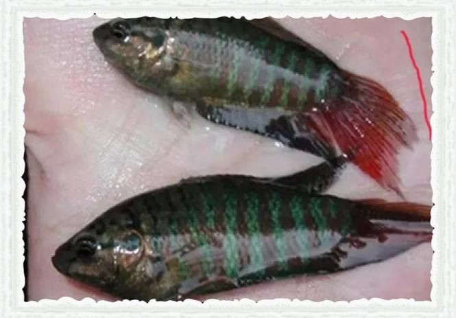 河里小魚品種圖片大全，超全圖鑒河里常見小魚