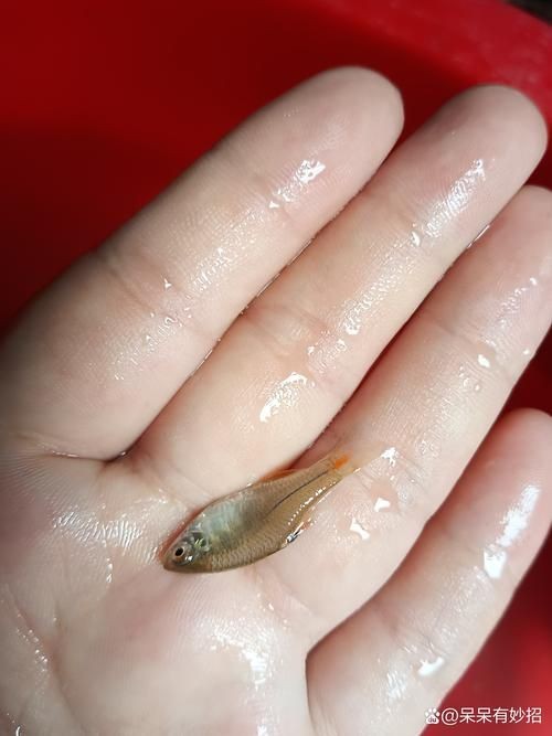 河里小魚品種圖片大全，超全圖鑒河里常見小魚