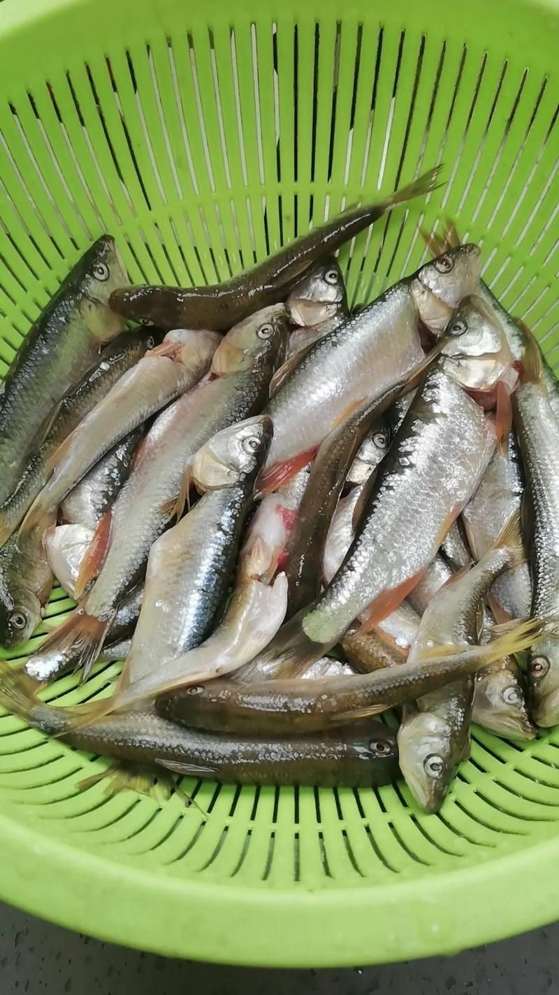 河里小魚品種圖片大全，超全圖鑒河里常見小魚
