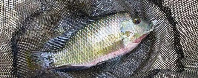 河里小魚品種圖片大全，超全圖鑒河里常見小魚