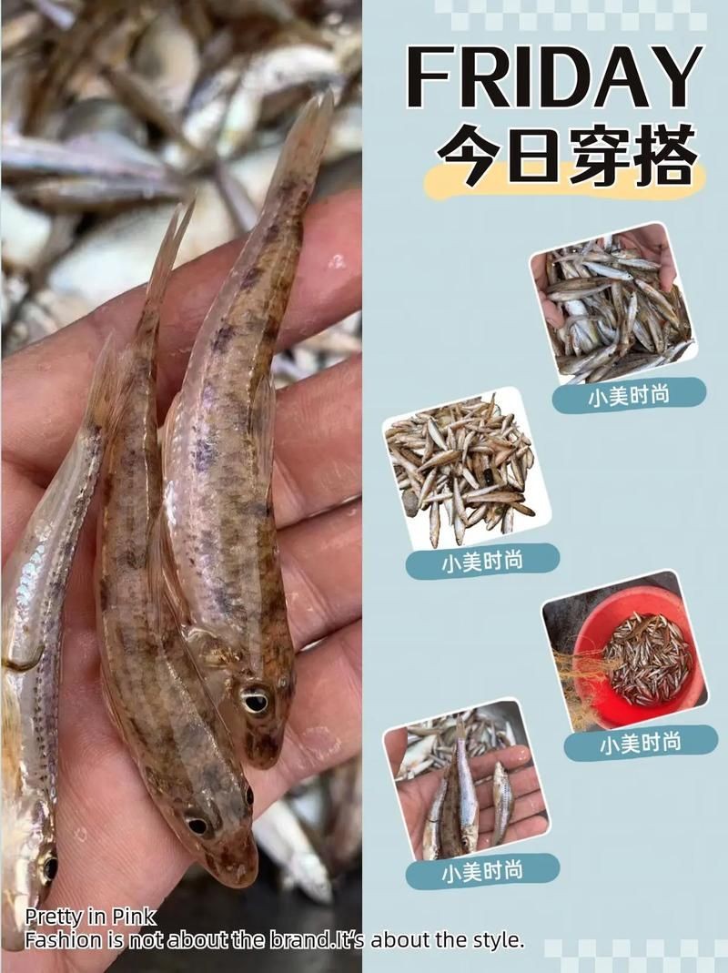 河里小魚品種圖片大全，超全圖鑒河里常見小魚