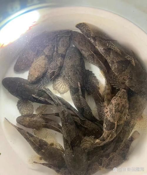 河里小魚品種圖片大全，超全圖鑒河里常見小魚