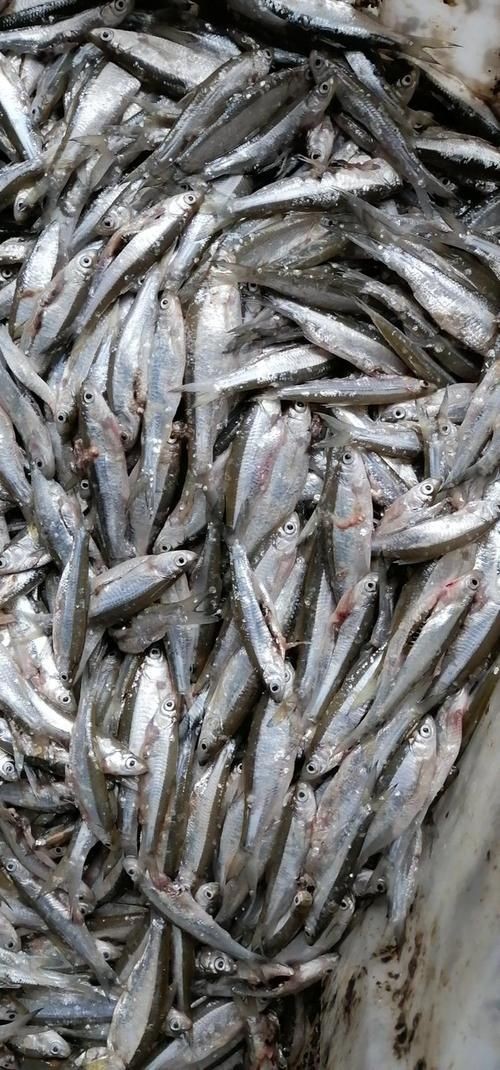 河里小魚品種圖片大全，超全圖鑒河里常見小魚