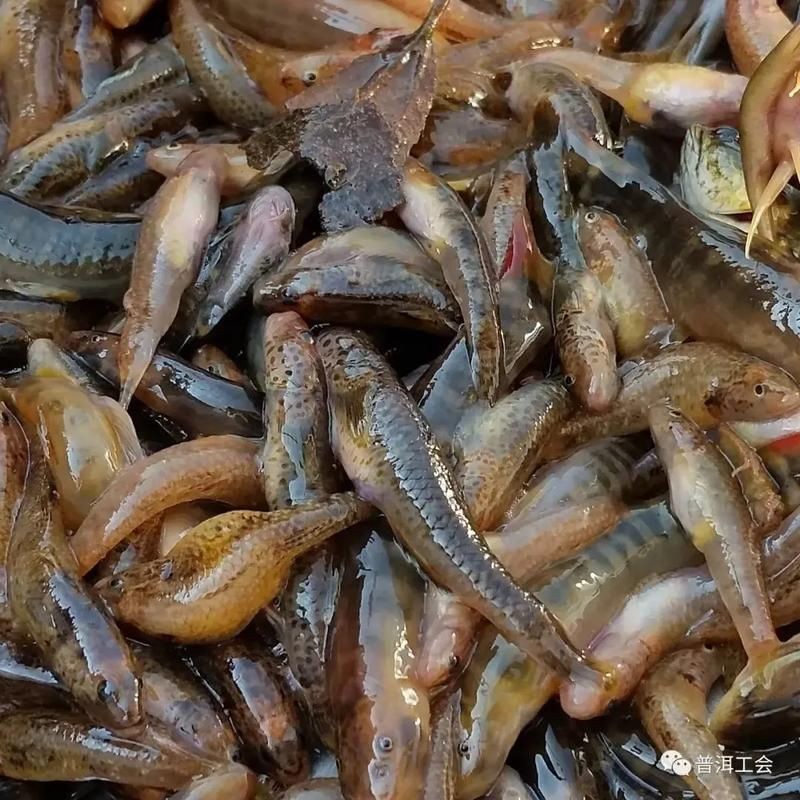 河里小魚品種圖片大全，超全圖鑒河里常見小魚