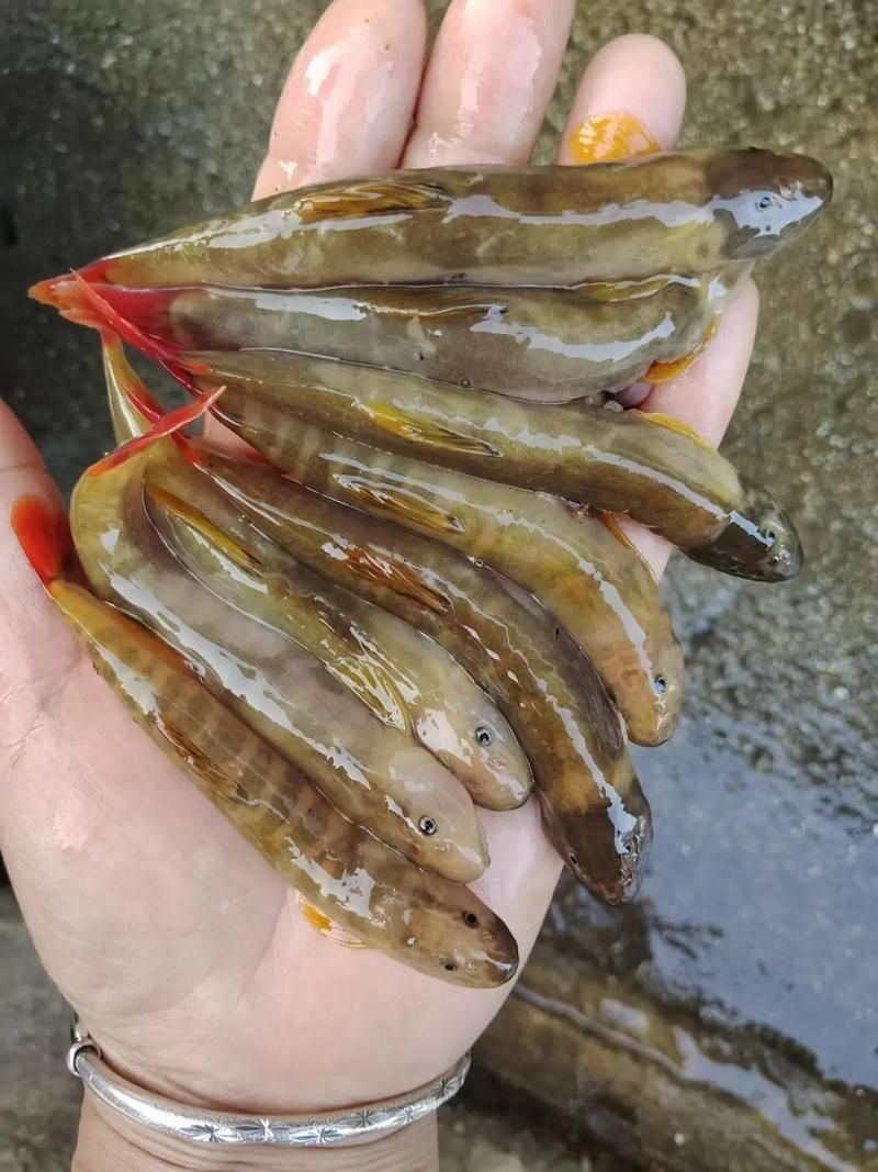 河里小魚品種圖片大全，超全圖鑒河里常見小魚