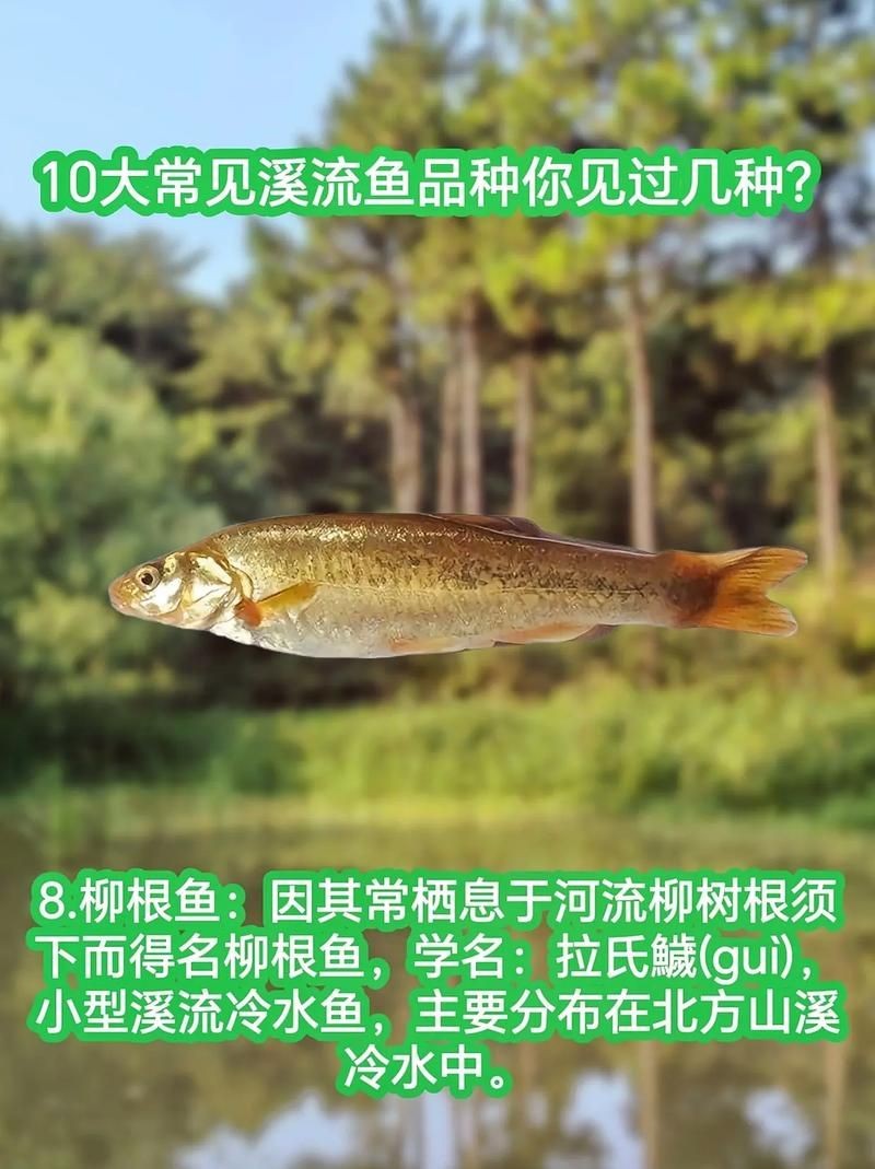 河里小魚品種圖片大全，超全圖鑒河里常見小魚