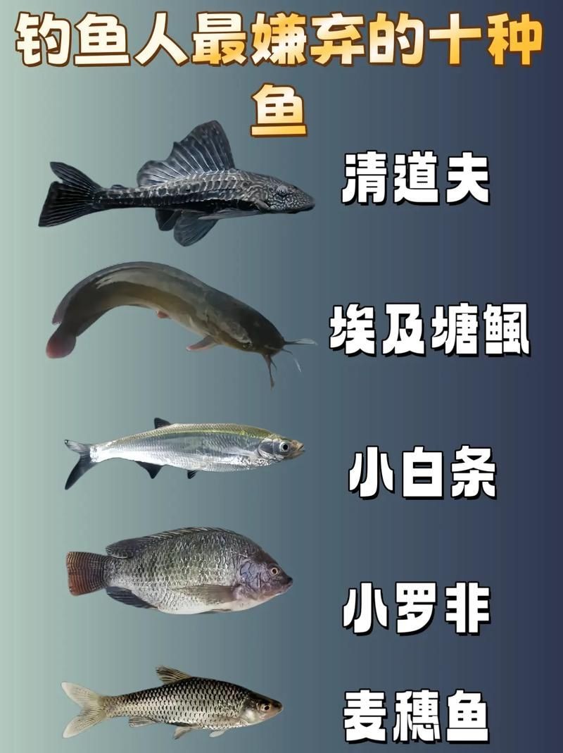 河里小魚品種圖片大全，超全圖鑒河里常見小魚