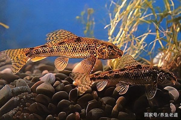 和趴地虎長得很像的魚，揭秘形似趴地虎的神秘