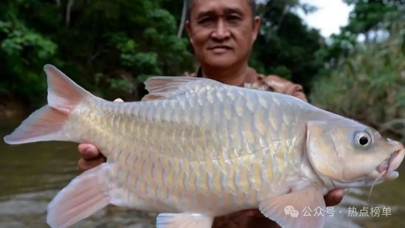 世界最貴的魚十大排名，揭秘！全球身價飆升的
