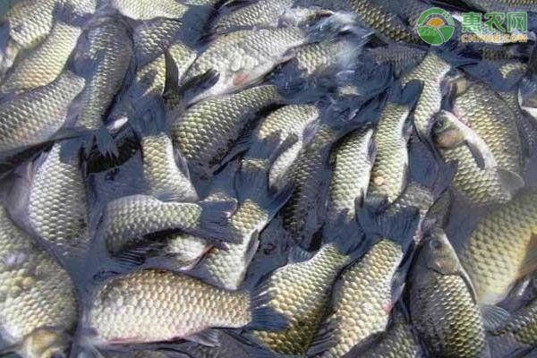 和尚魚充血最忌三種食物，警惕！和尚魚充血期必