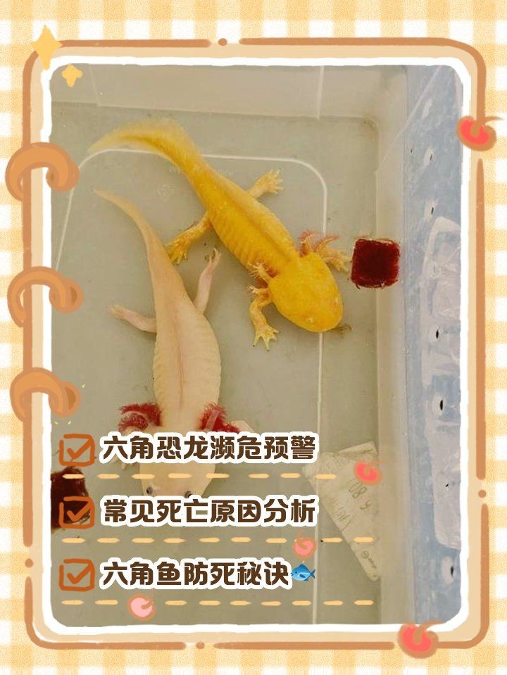 小火龍蠑螈快死的征兆，小火龍蠑螈瀕臨死亡時的典型征兆